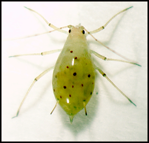 An asexual female pea aphid. Note the eyes of mature embryos within the ovaries that are visible through the cuticle.