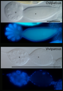 Above: Oviparous germarium and previtellogenic oocyte under bright field and DAPI. Below: Viviparous germarium and previtellogenic diploid oocyte, about 1/6th size of oviparous oocyte, which will soon commence embryonic mitoses. g, germarium; o, previtellogenic oocyte. Scale bars are both 100 μm.